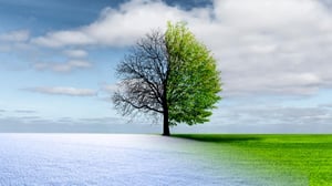 trees embracing the change of seasons